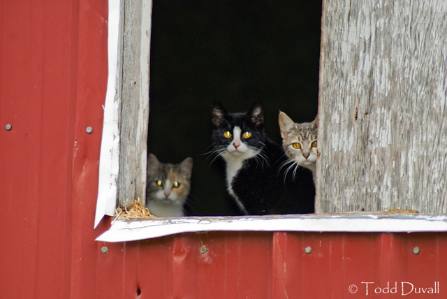 barncats