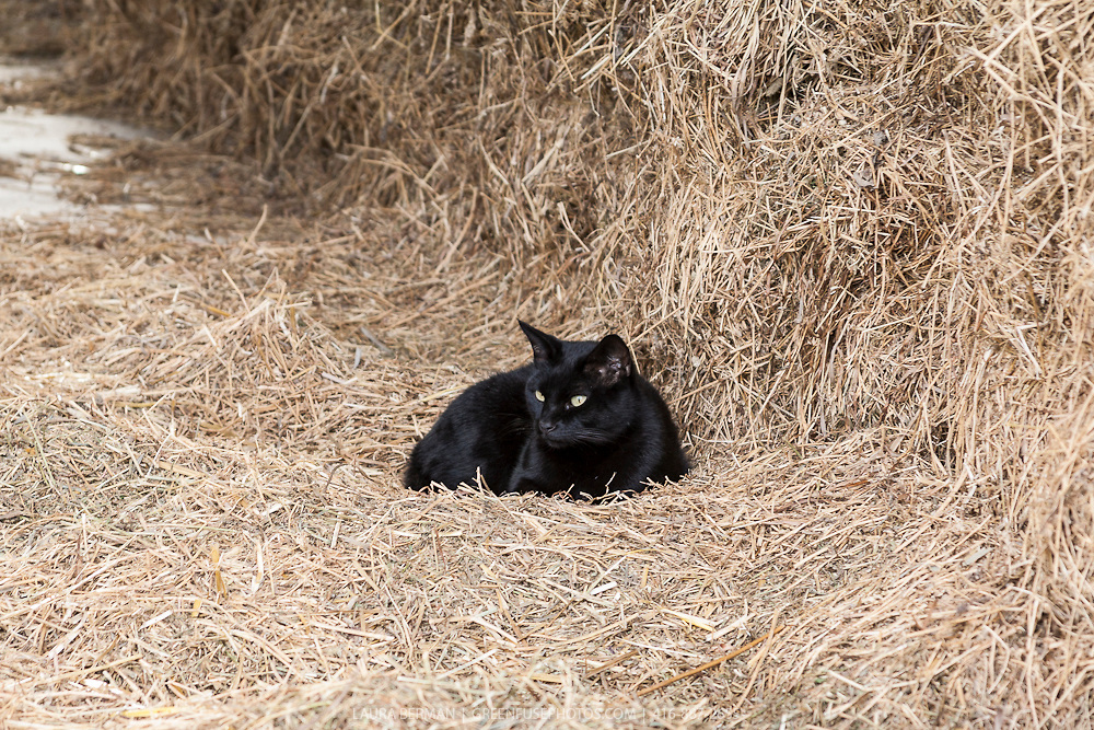 Barn Cats Pound Rescue