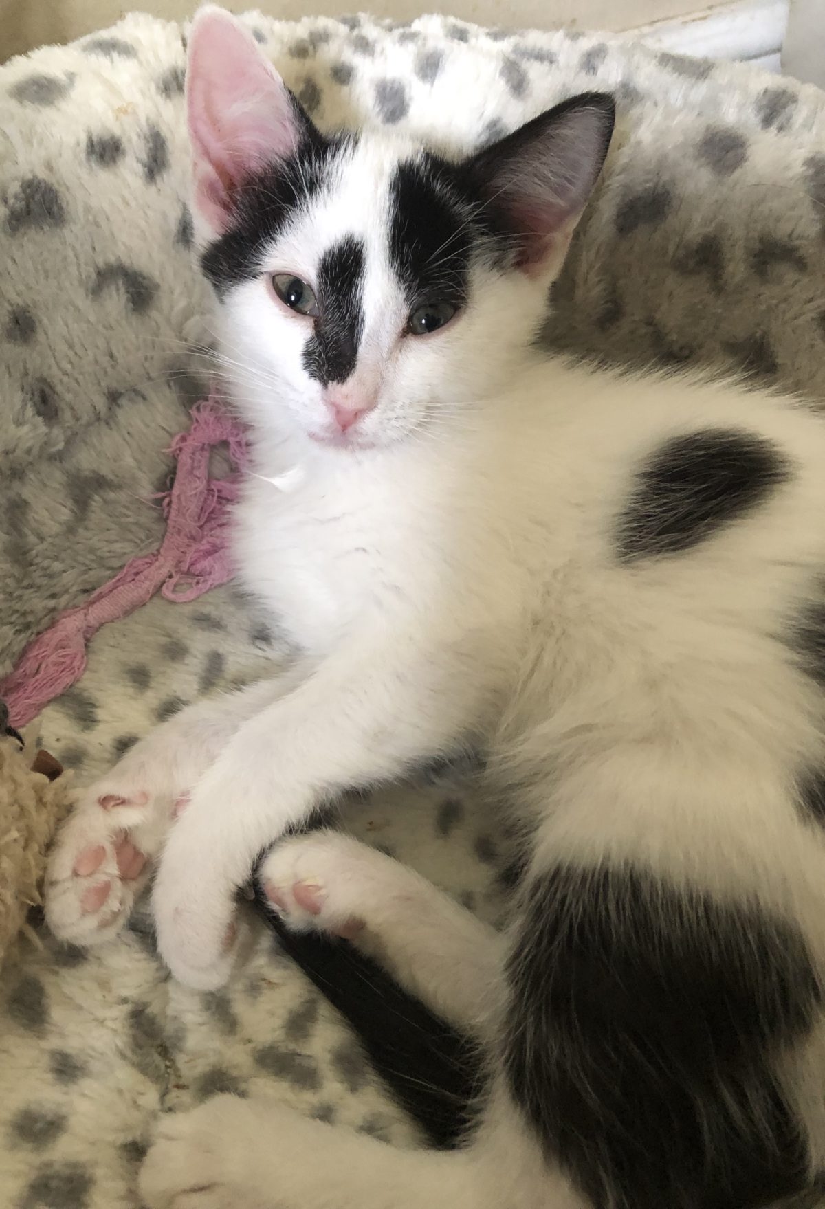 Bailey – Pound Rescue