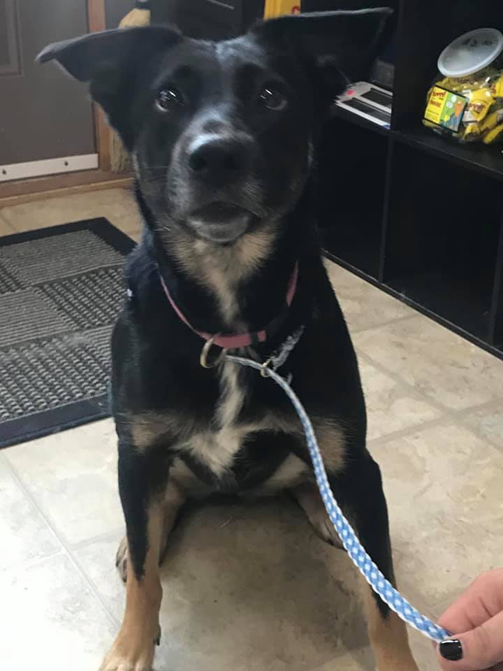 Dogs for Adoption Pound Rescue