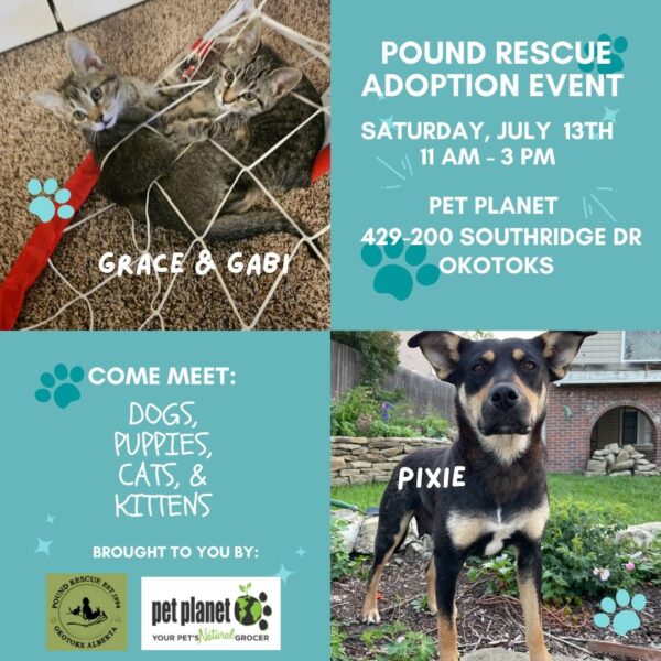 Adoption Event Pound Rescue